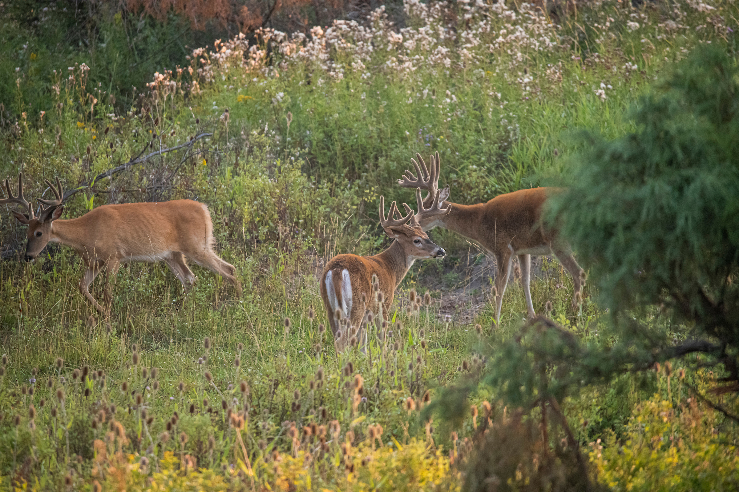 A bachelor group of velvet-antlered whitetail bucks in an overgrown field. 