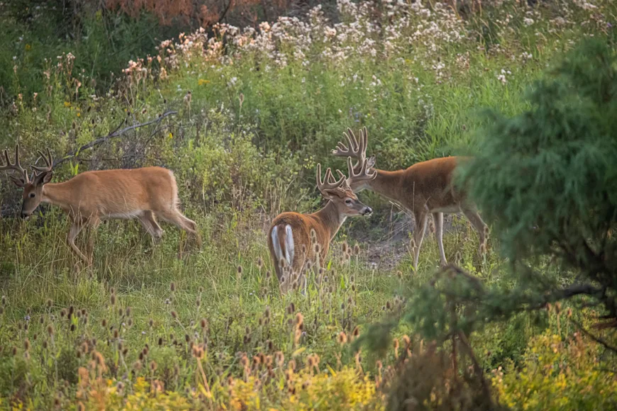 A bachelor group of velvet-antlered whitetail bucks in an overgrown field.