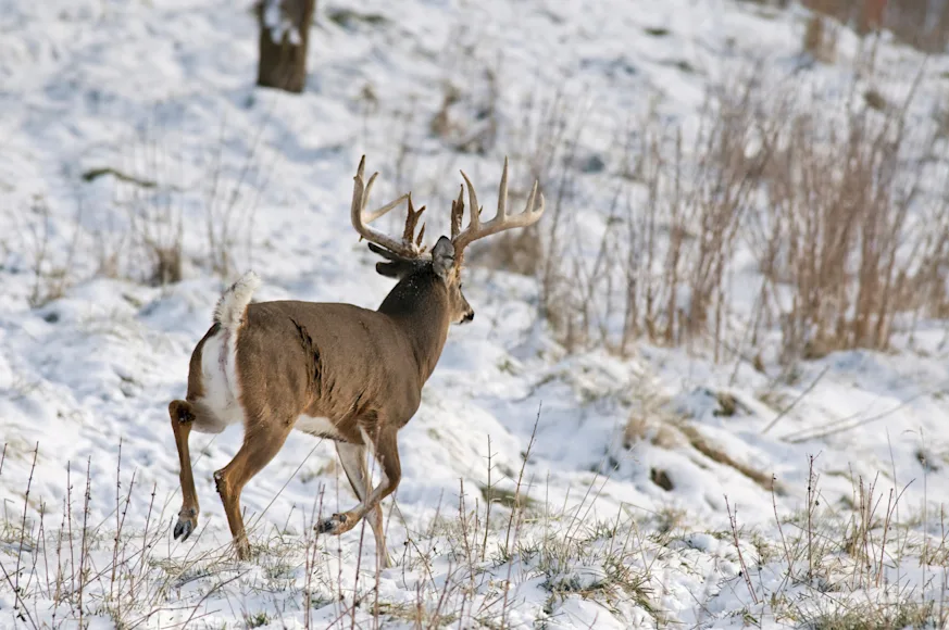 whitetail deer standing in a snowy forest.