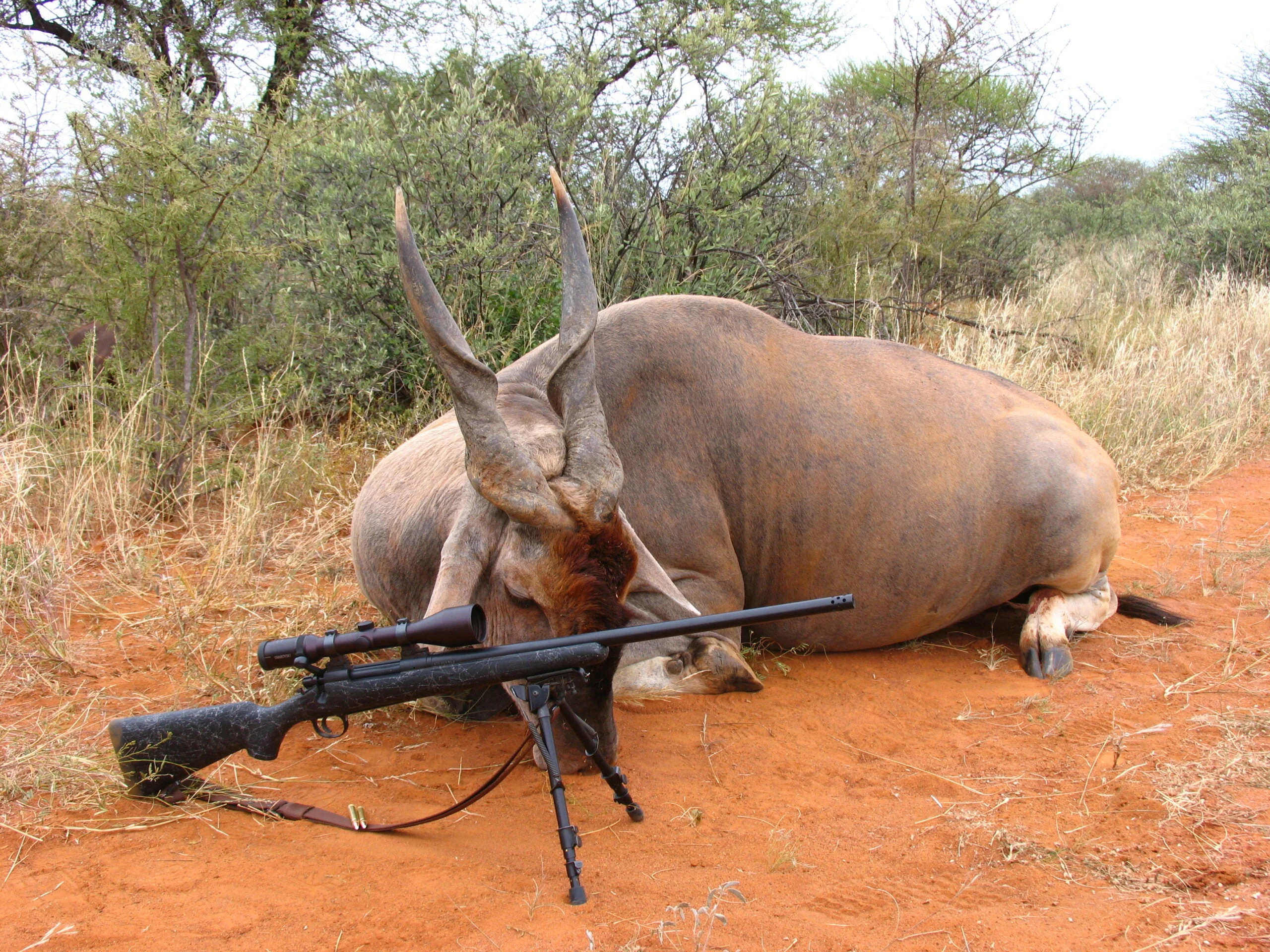 A big eland bull taken posed on the ground with a scoped rifle next to it