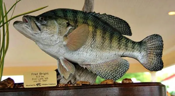 Fred Brightâs IGFA record white crappie.