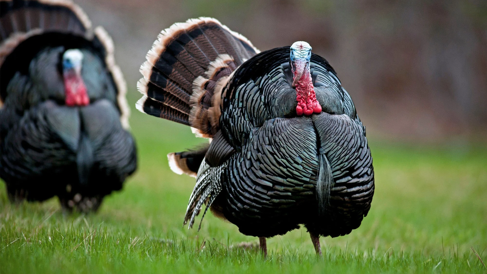 photo of two gobblers for how to turkey hunt