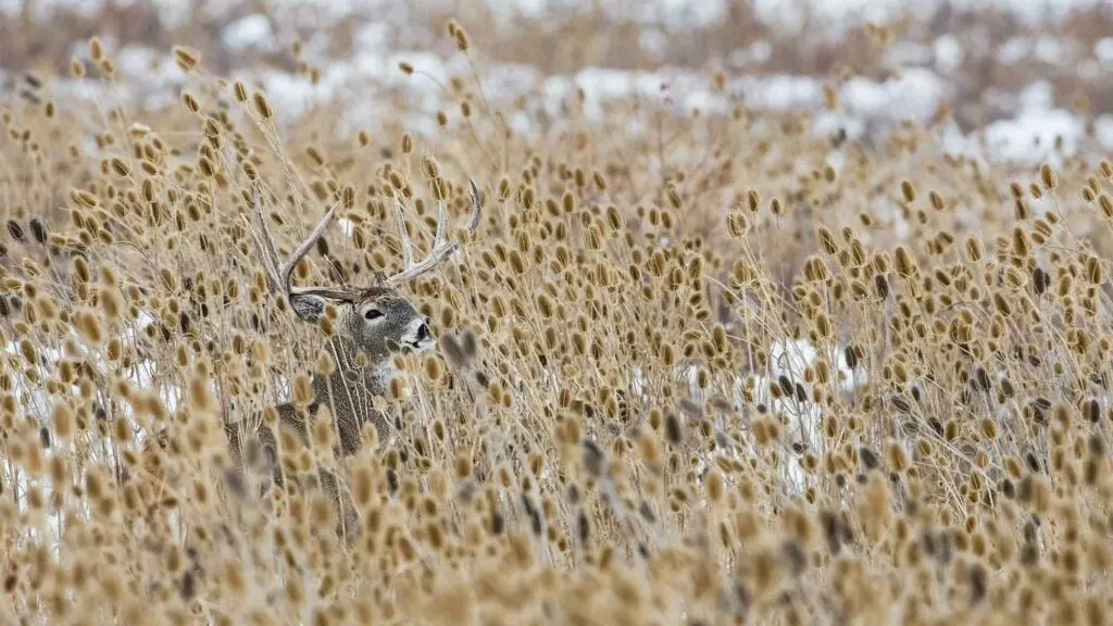 whitetail buck prairie weeds