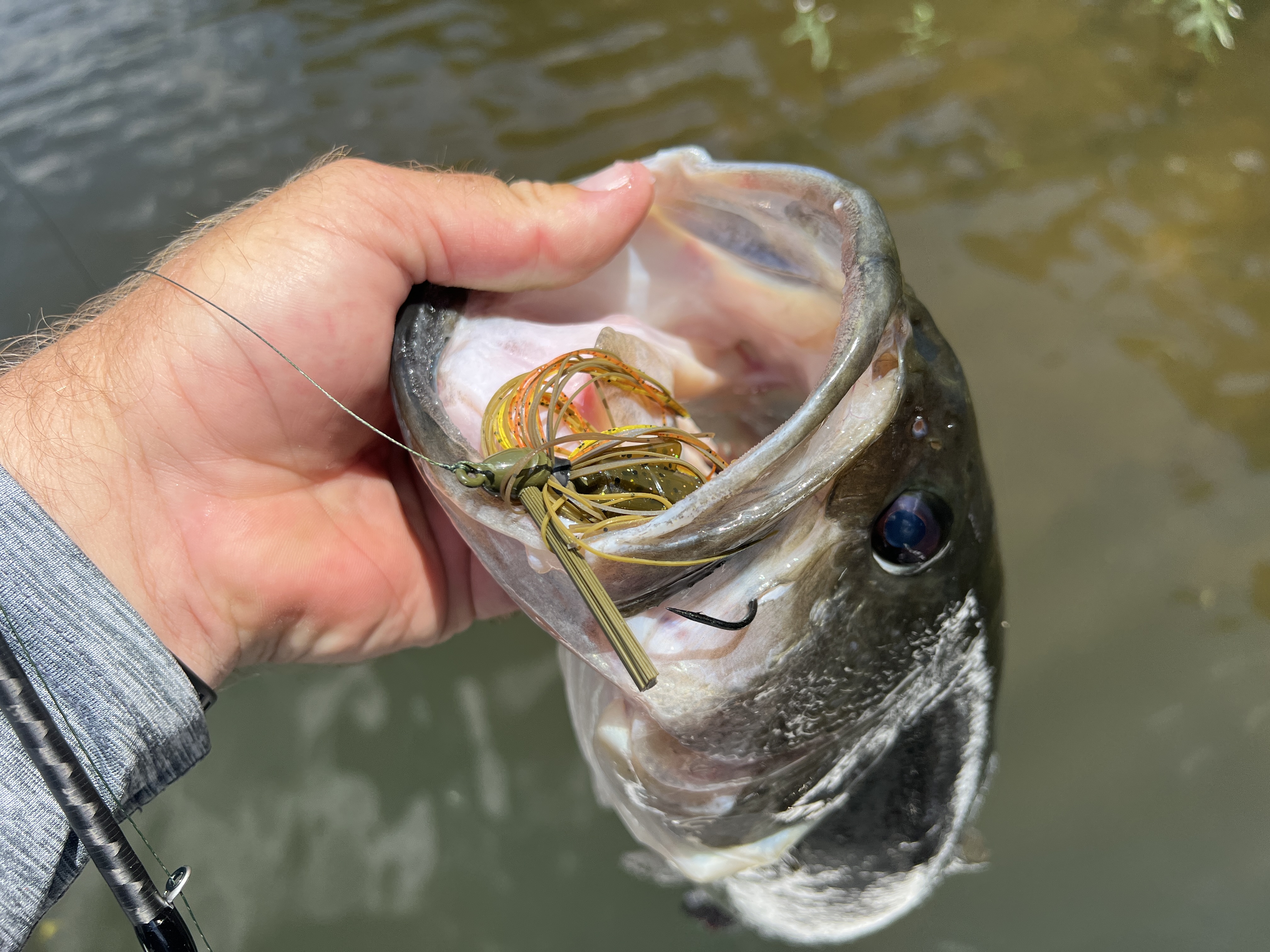Bass with lure in mouth