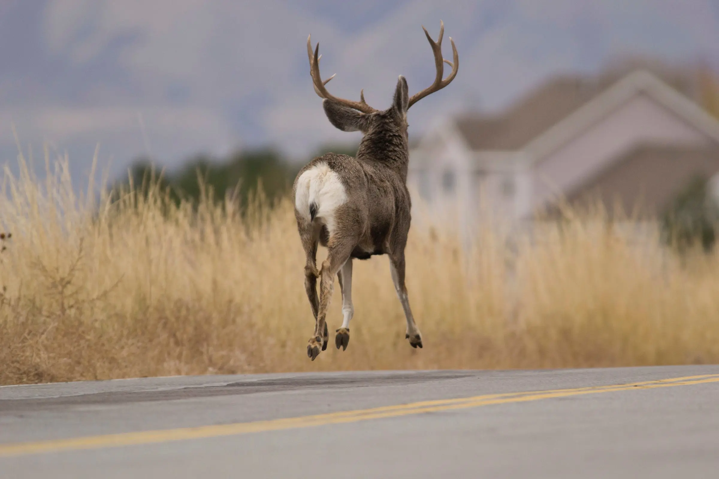 photo of mule deer stotting