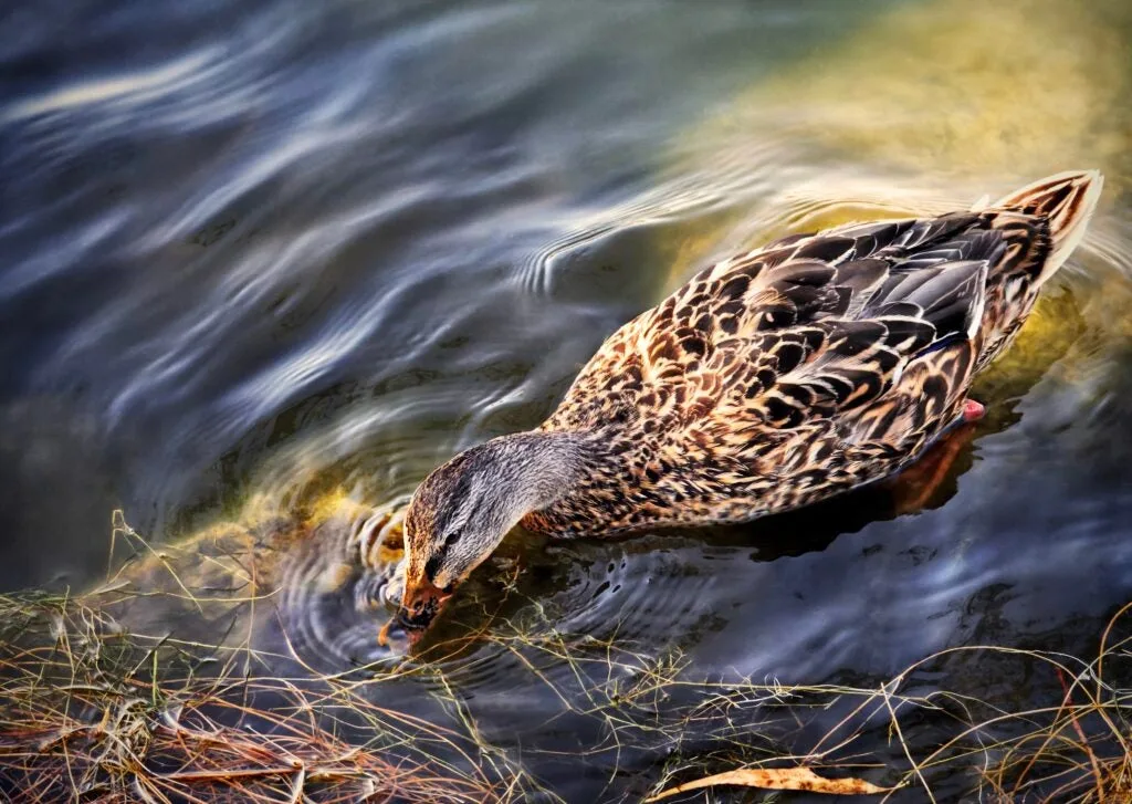 High angle view of mallard duck swimming in lake,Los Gatos,California,United States,USA