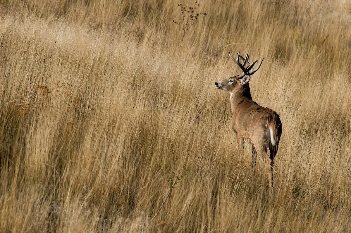 A whitetail buck standing on an open prairie. 