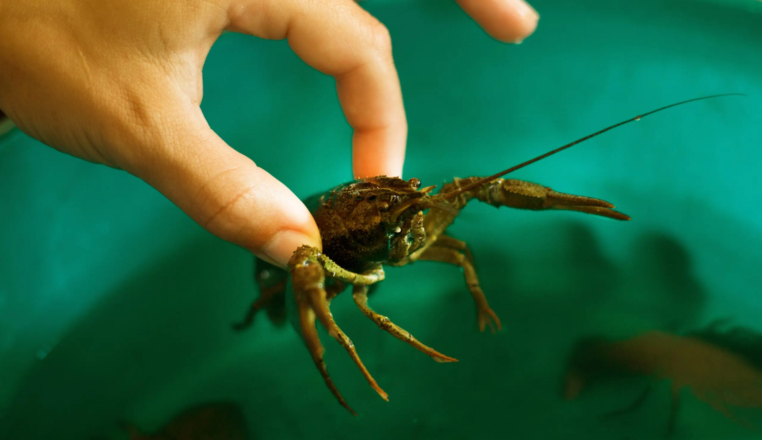 photo of live crawfish