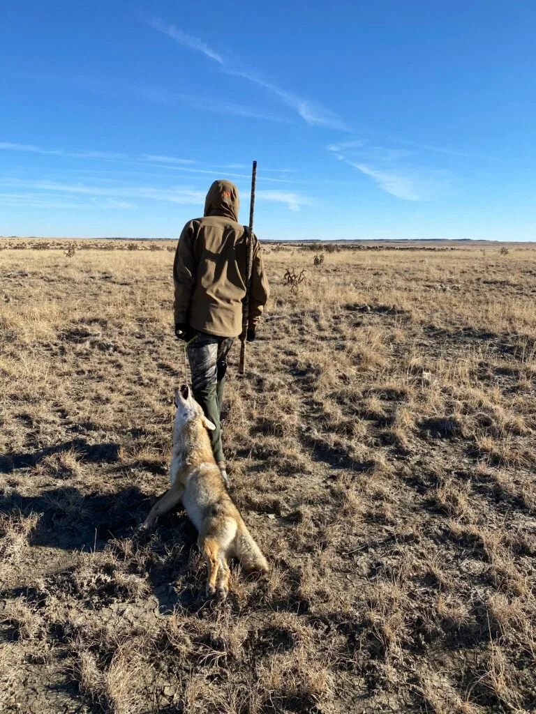 A hunter dragging home a coyote