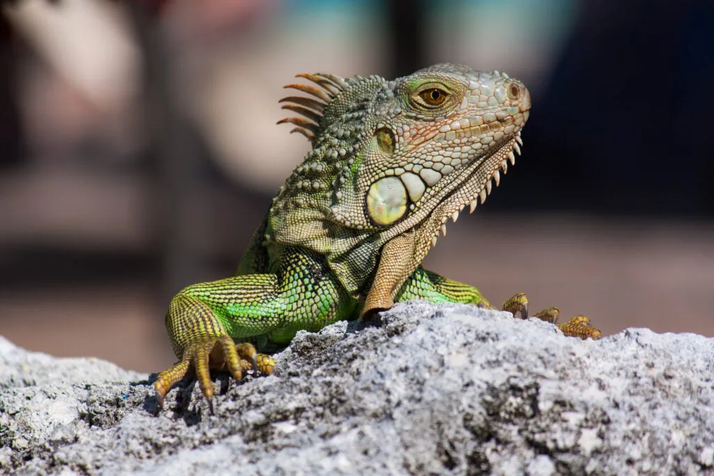 Iguana on a rock.