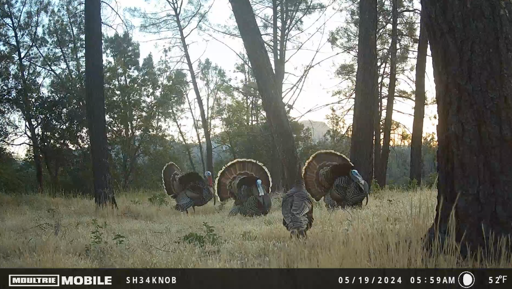 Turkeys on a trail cam