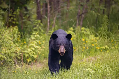 A black bear walks through green grass. 