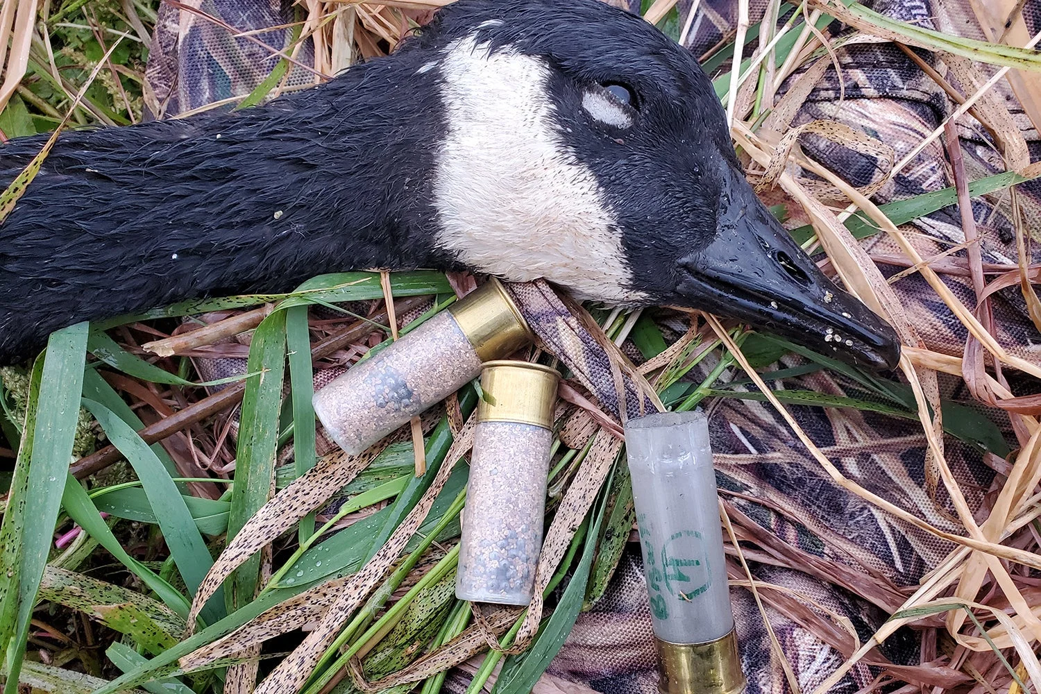 goose head and three shotshells