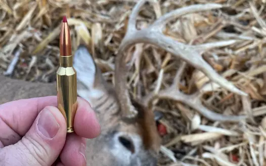 Wildcat cartridge and whitetail deer