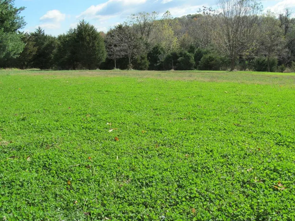 A field of white clover.