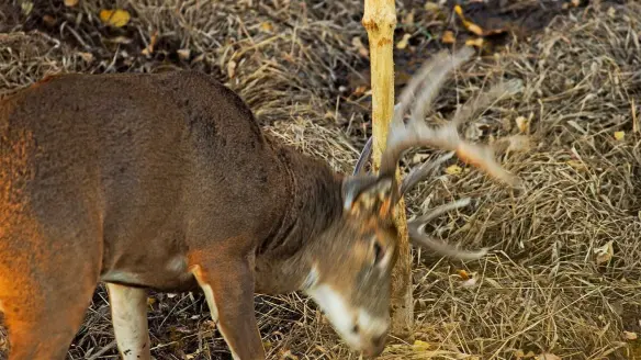 A whitetail buck rubbing antlers on a tree.