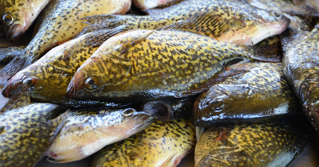 A pile of crappie fish