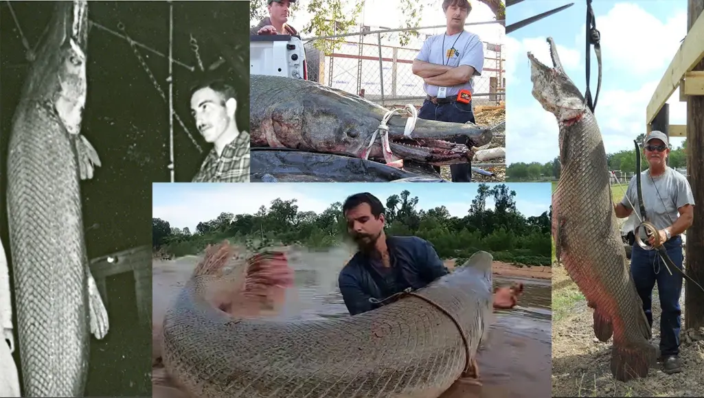 collage of huge gar