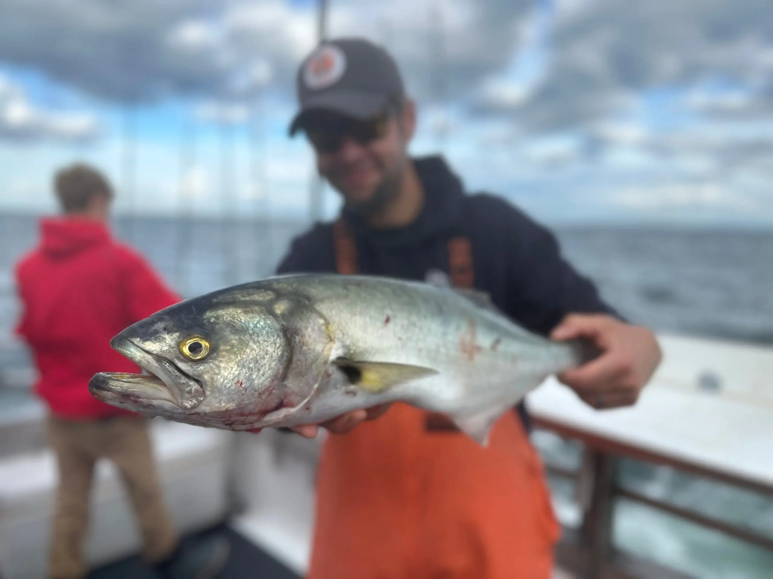 A fisherman in orange bibs and a blue hat holds a bluefish caught on a fishing boat.