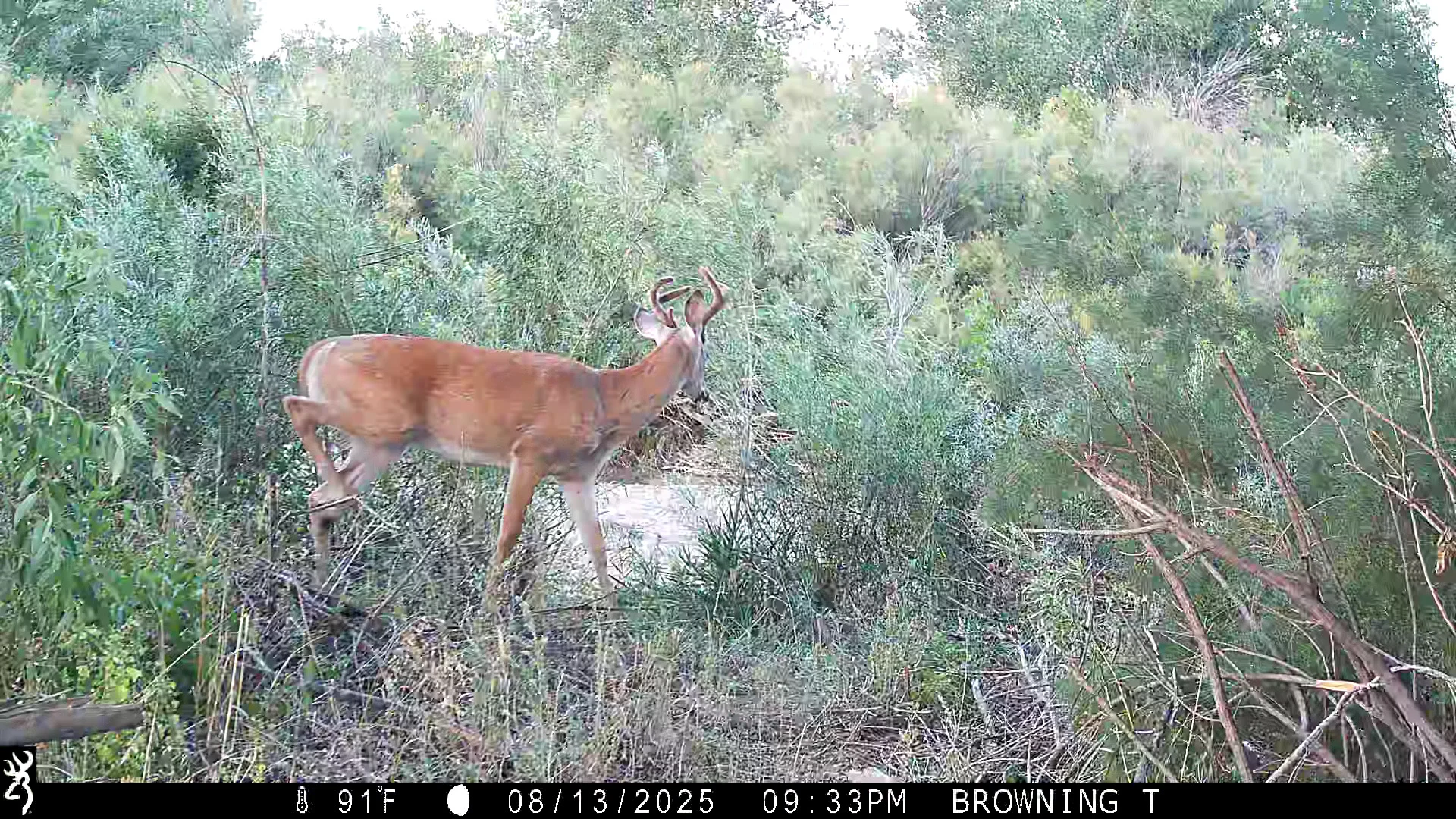 A trail camera photo of a young buck walking across a brushy field.