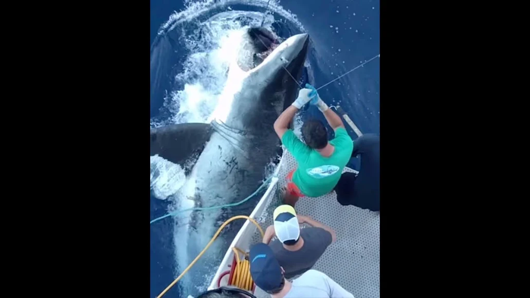 great white shark eats tuna next to boat