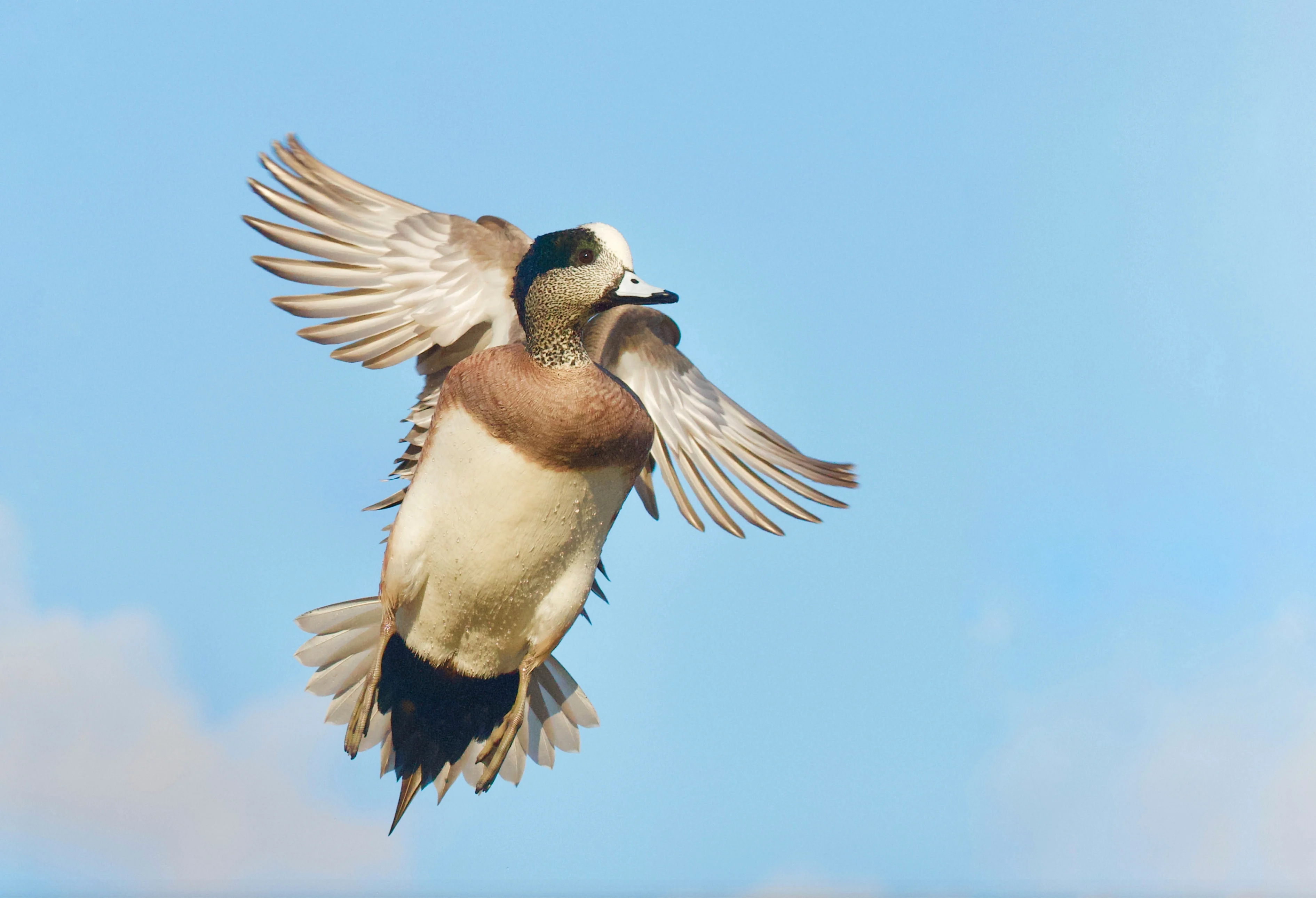 A drake wigeon flying in the air