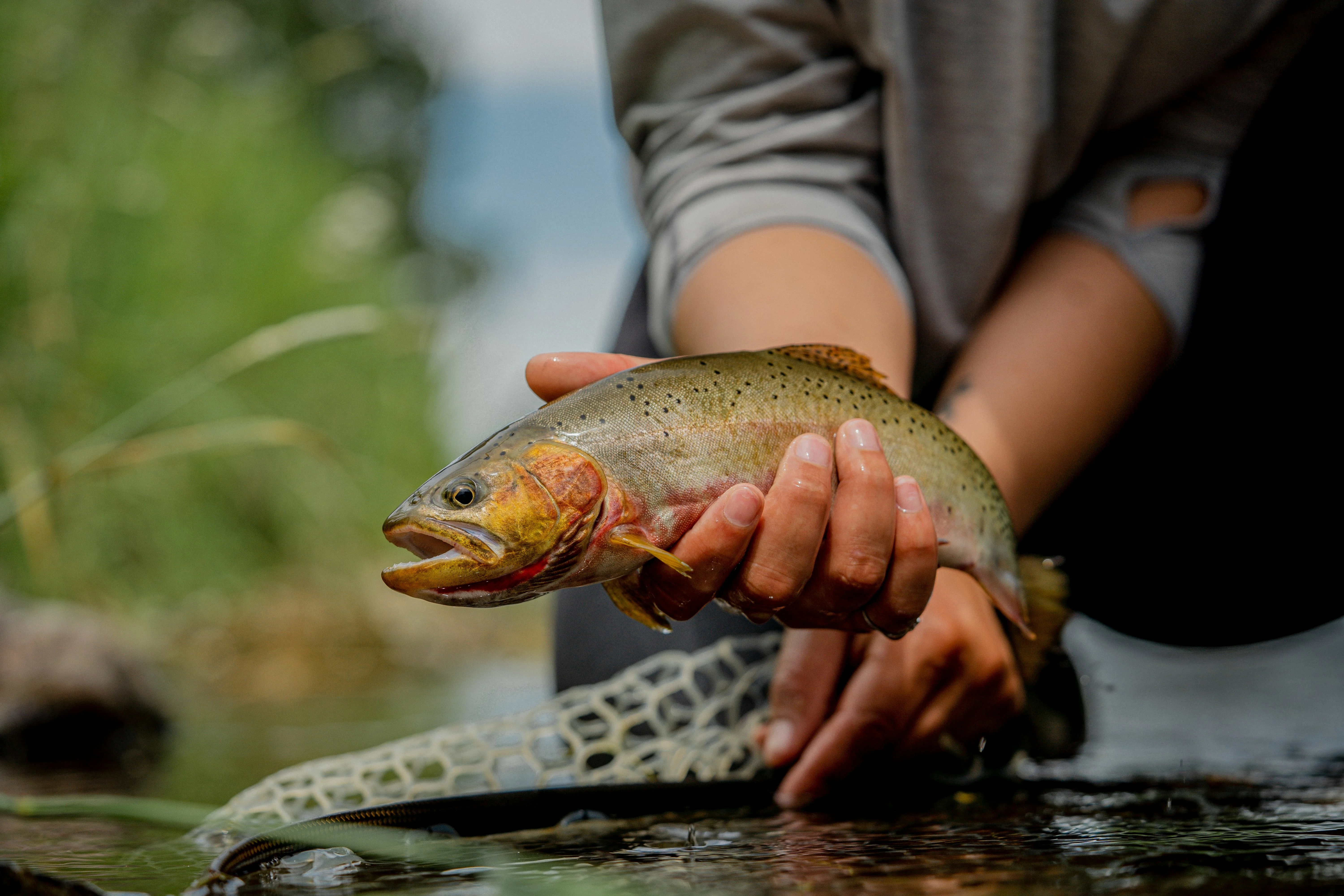 Closeup of angler holding cutthroat trout above water.