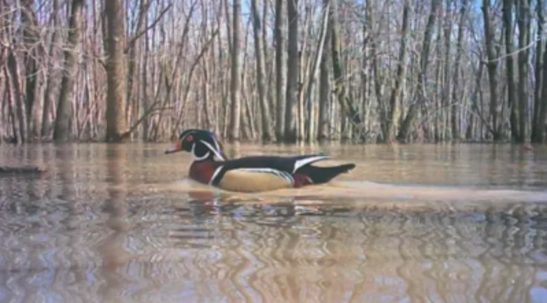 Tral camera photo of a wood duck on a creek with timber in background