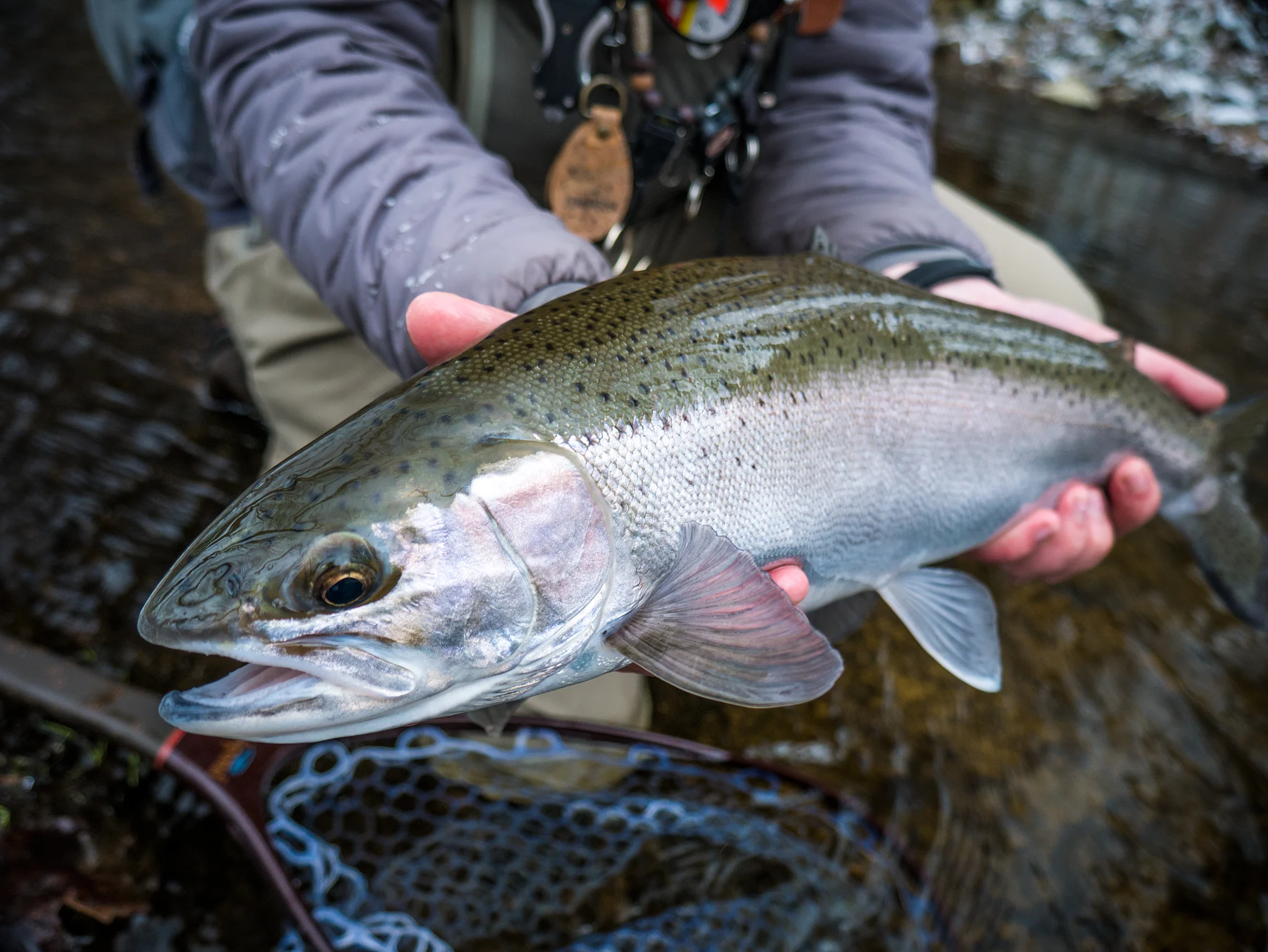 Angler holding steelhead in winter