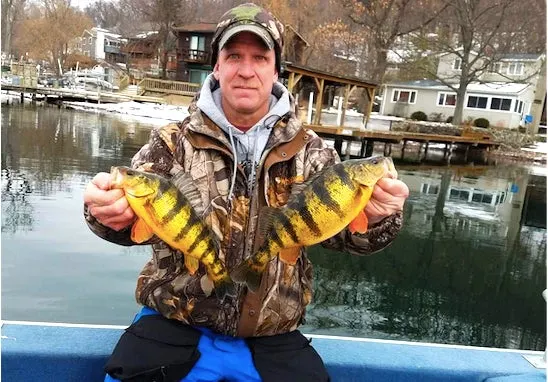 photo of angler holding up perch fish.