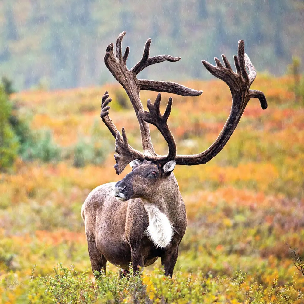 Manitoba Central Barren Ground Caribou