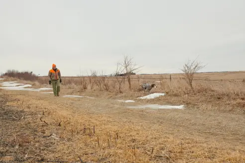 A bird hunter dressed in camo and orange walks a dirt road with his hunting dog.