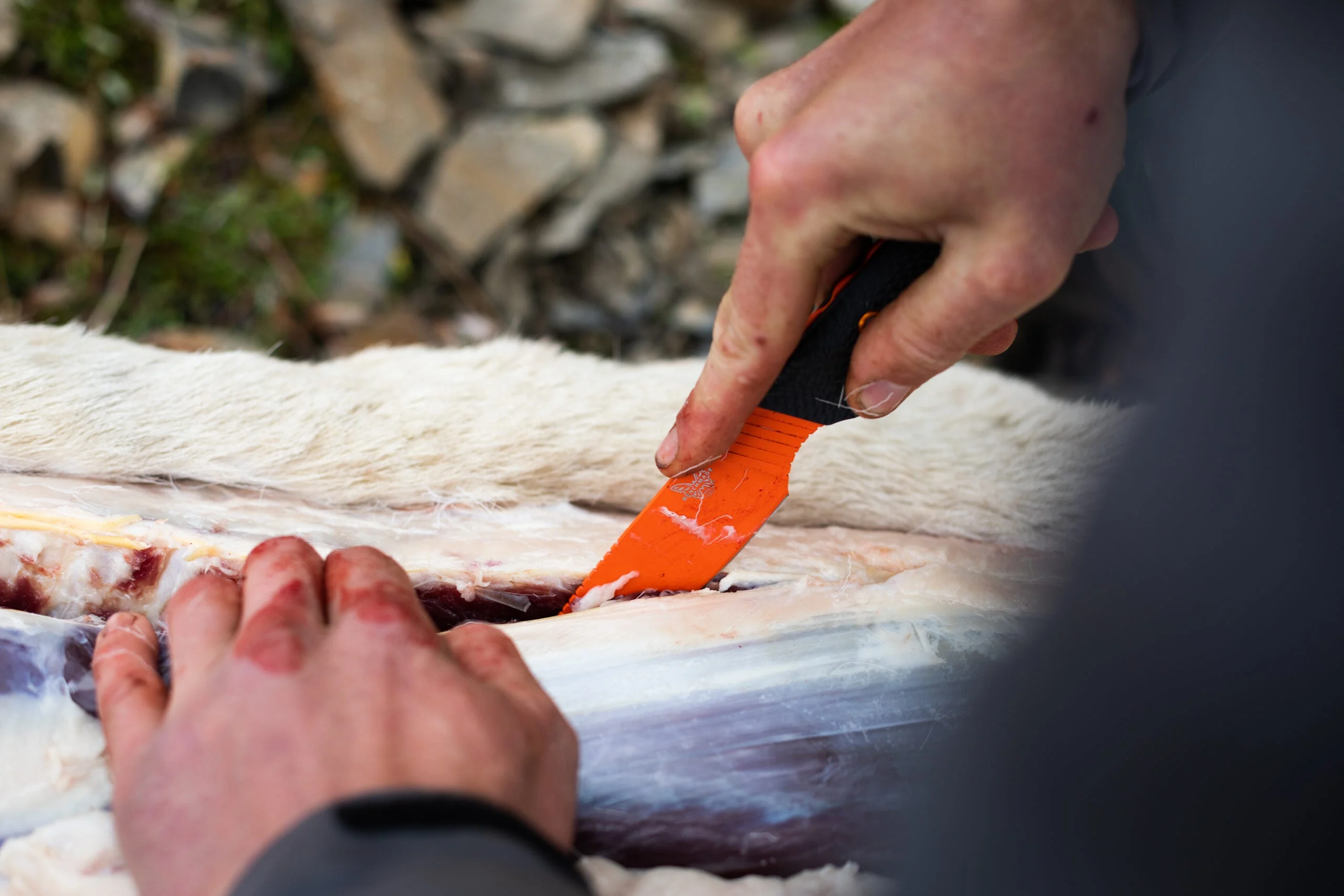 Benchmade taggedout dressing a dall sheep