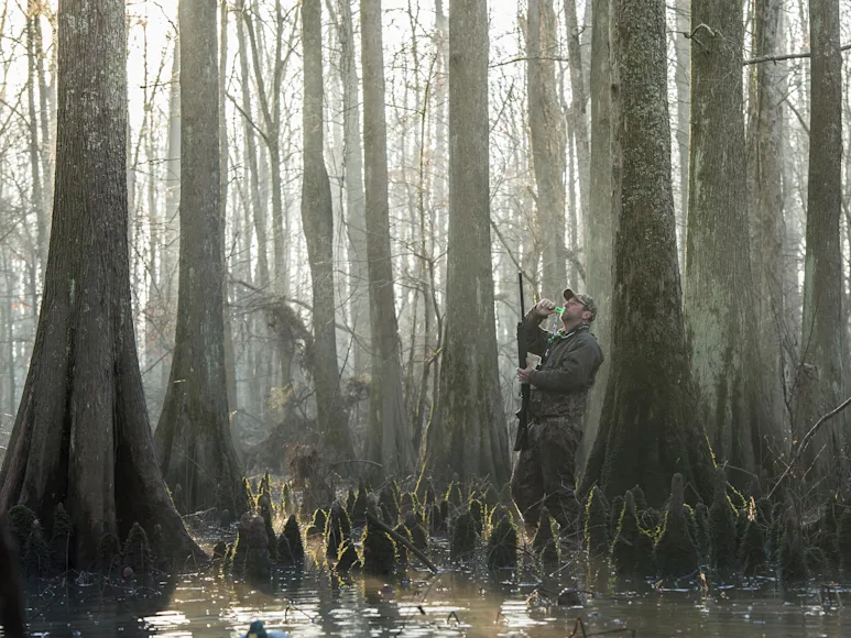 Duck hunter stands in flooded timber calling to ducks.