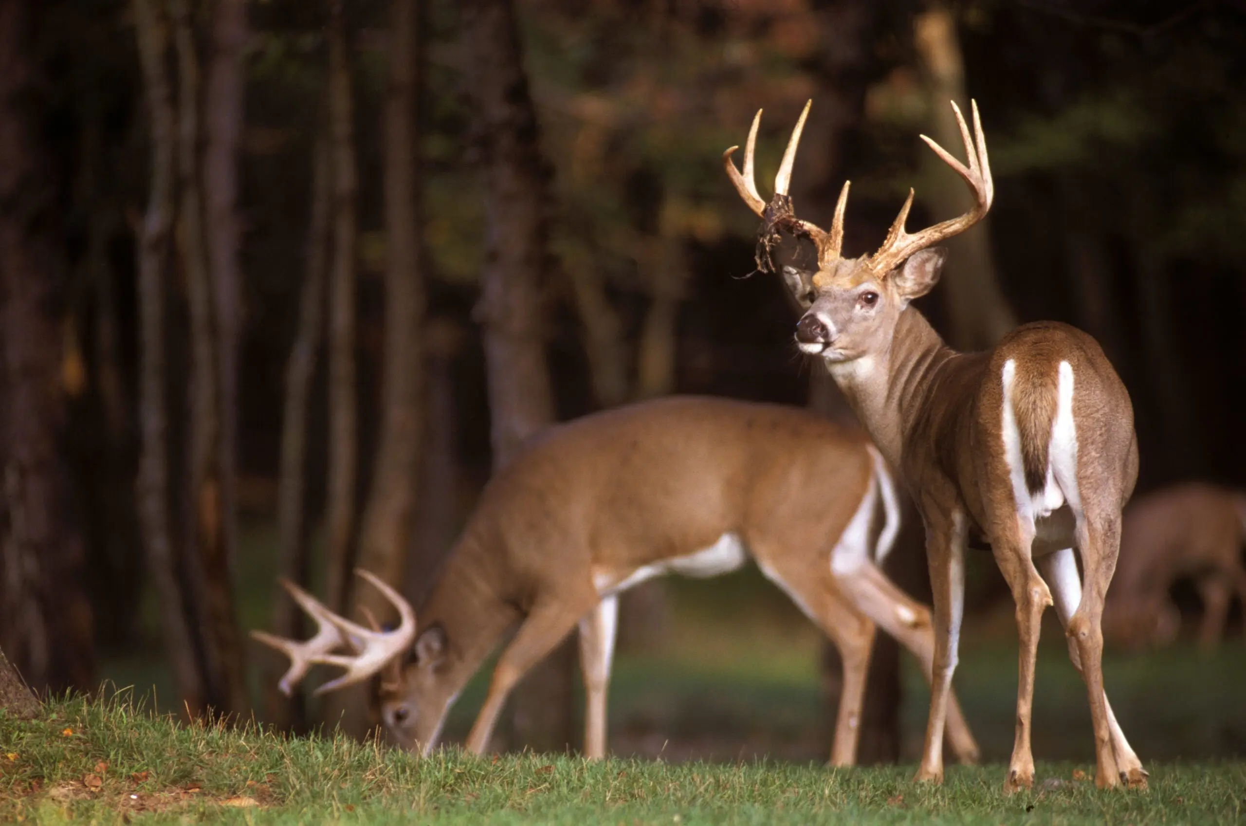 photo of whitetail bucks