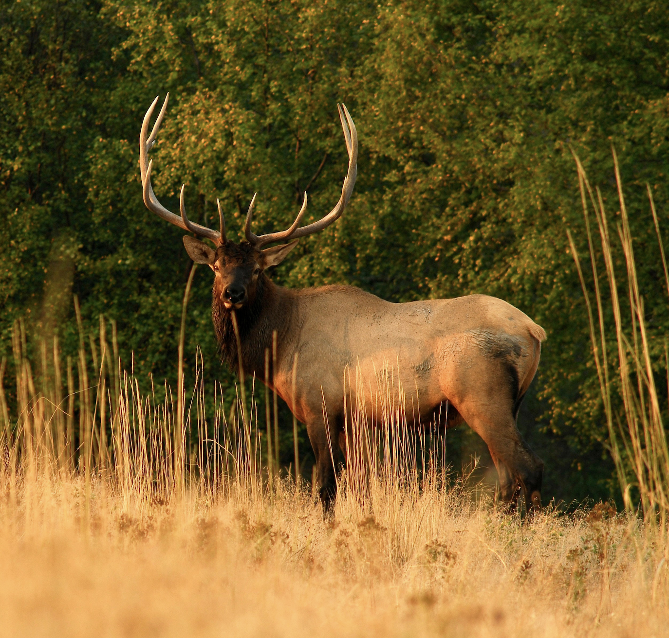 A large bull elk stands in a clearing.
