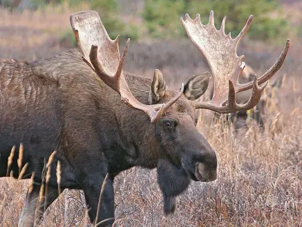 A large bull moose walks through a field of tall grass.