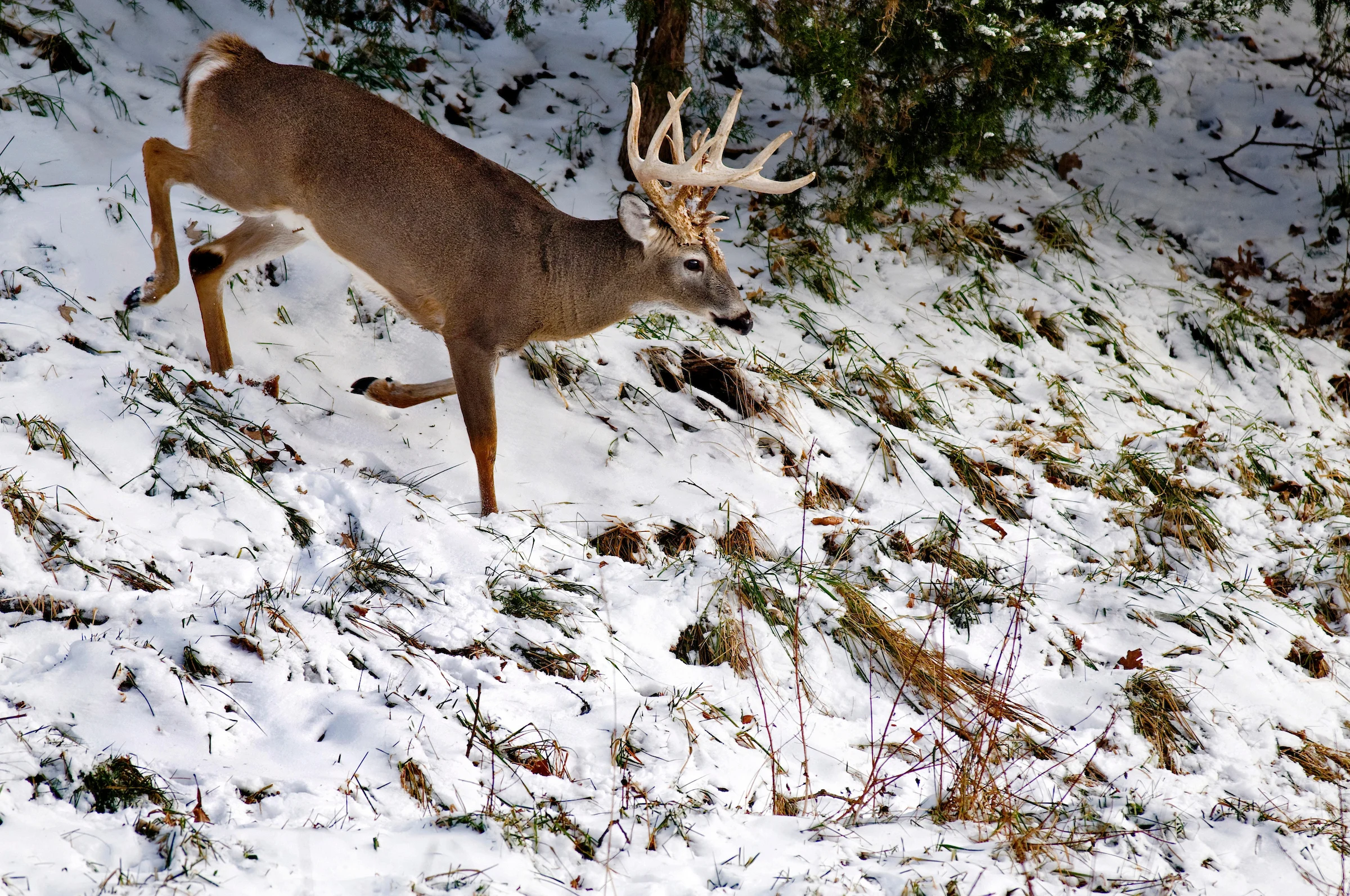 A big whitetail buck jogs down a snow-covered slope. 