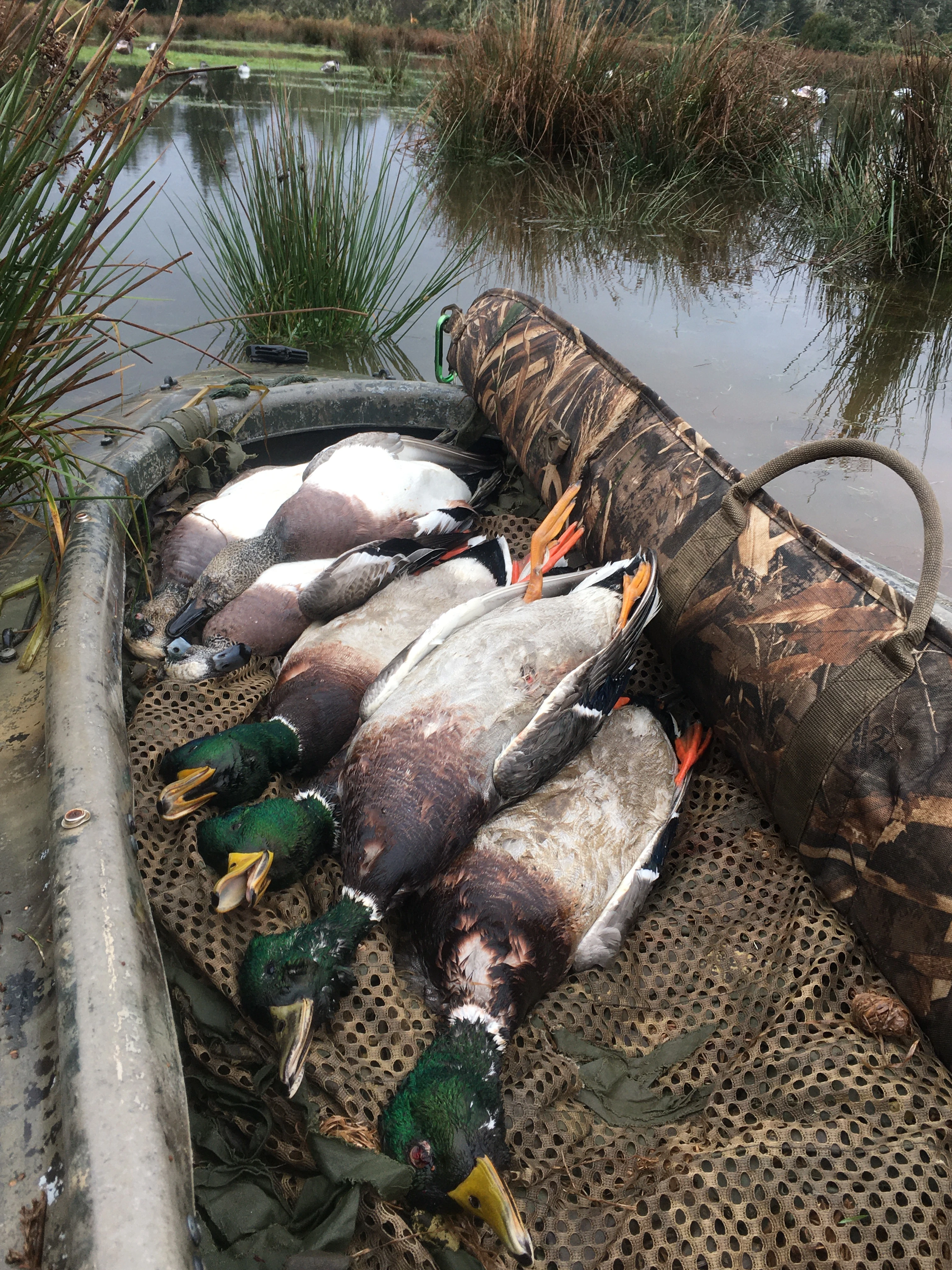 Mallards and wigeon on the bow of a kayak 