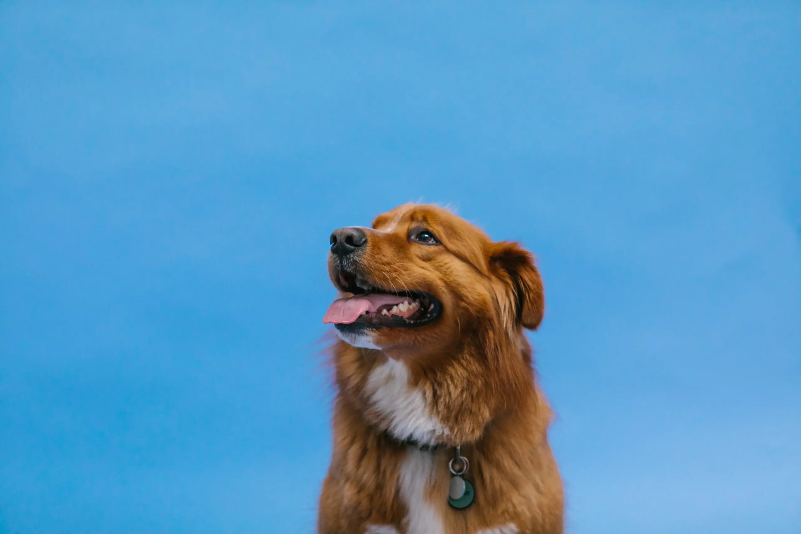 Nova Scotia Duck-Tolling Retriever