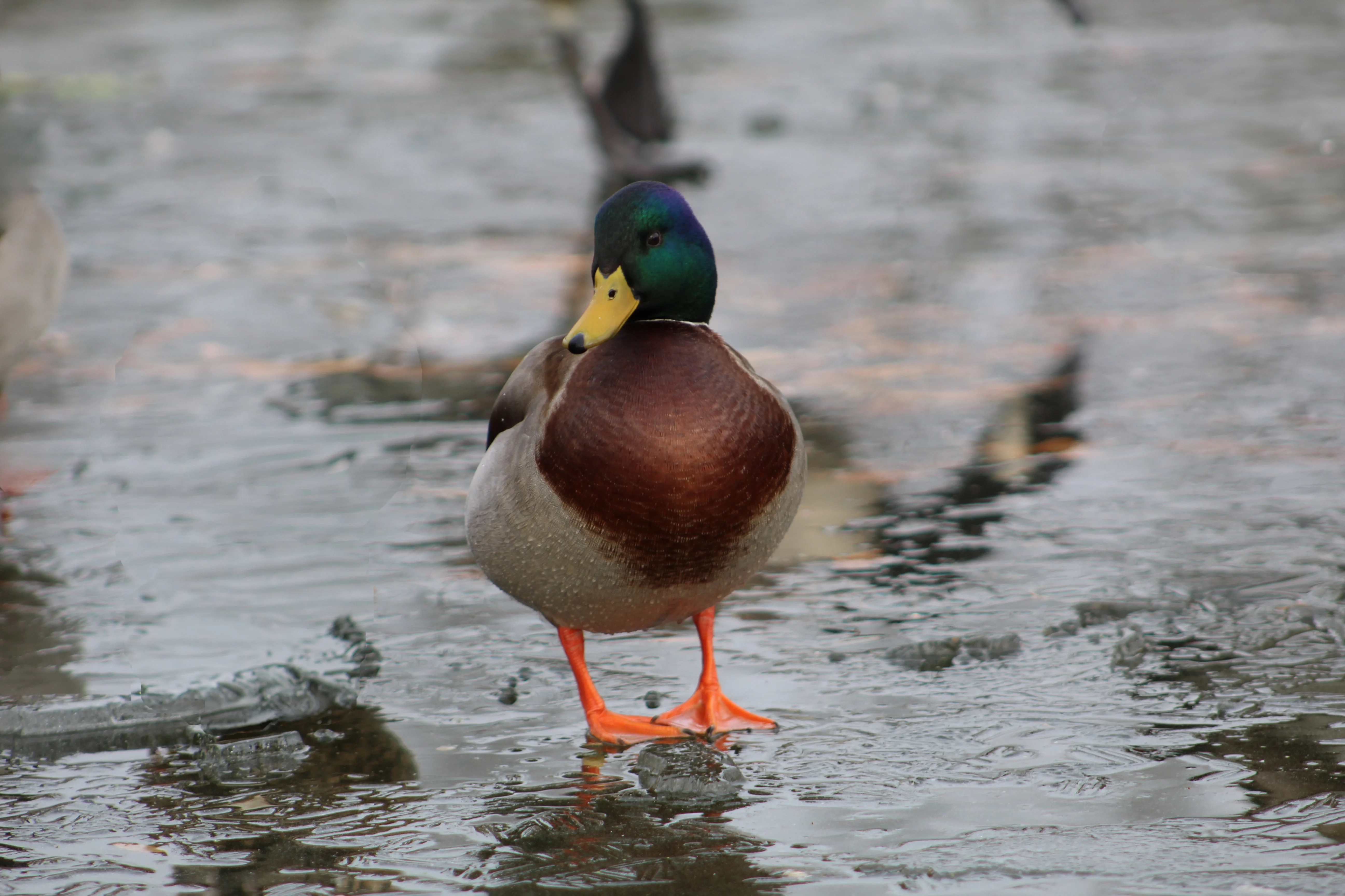 Farm mallard update lead photo