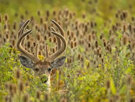 A whitetail buck with full velvet antlers in a field of cattail plants.