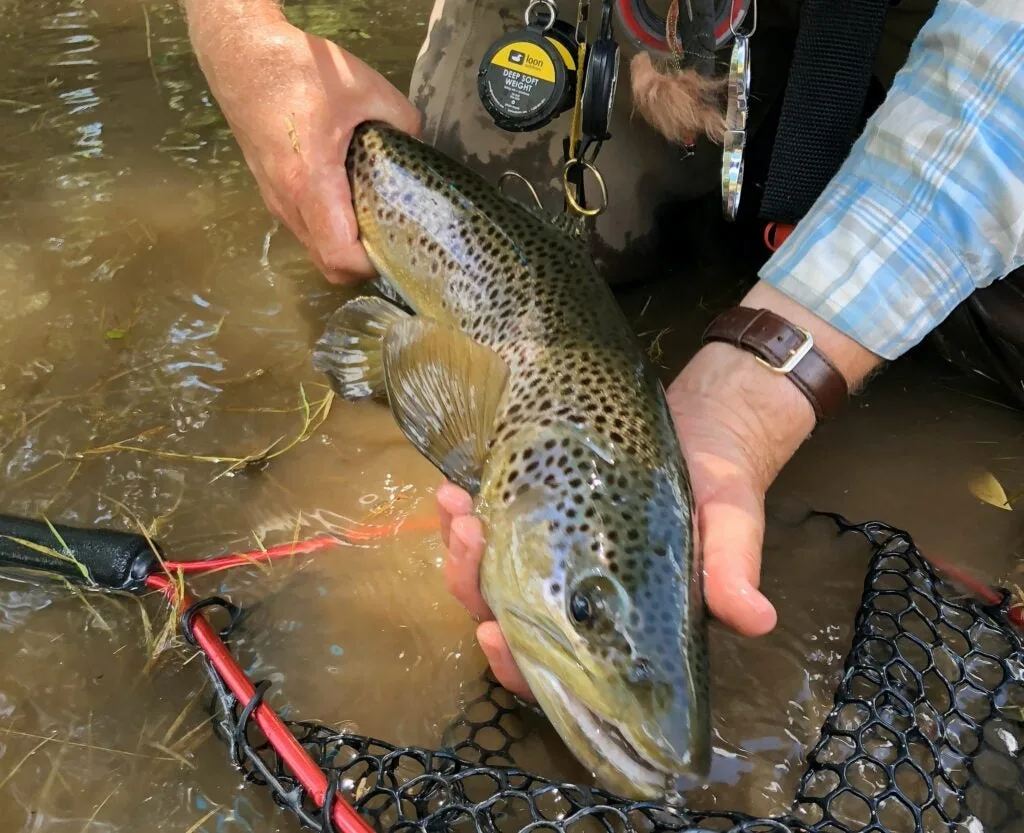 Man holding large trout