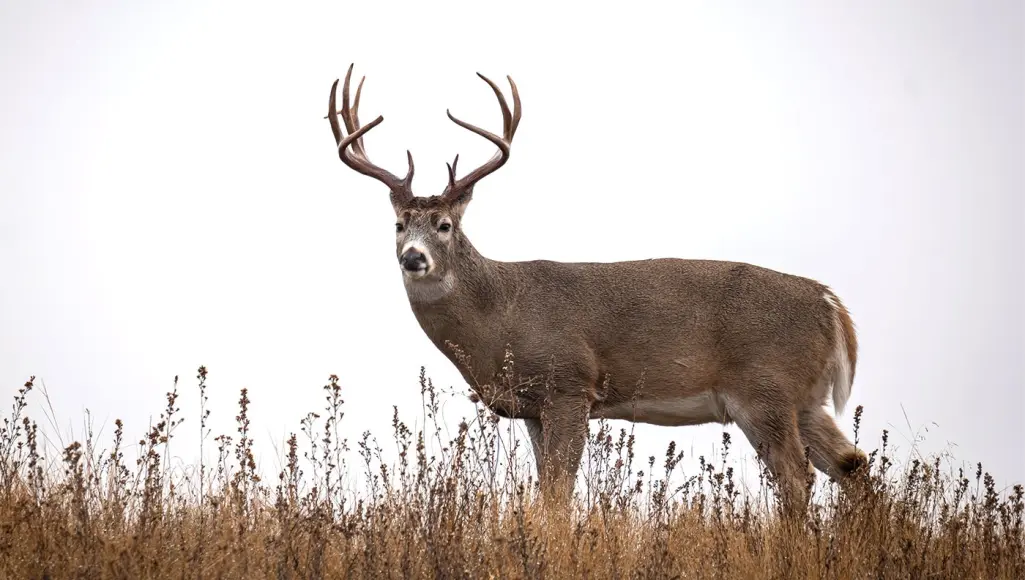 photo of whitetail deer