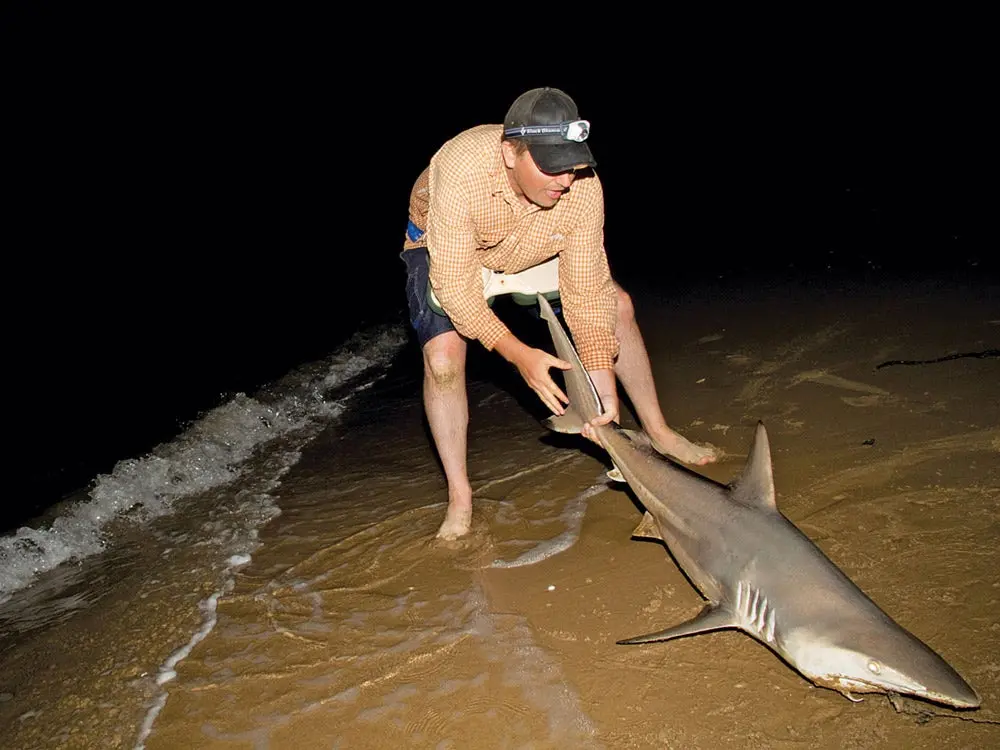 catch a shark shore fishing