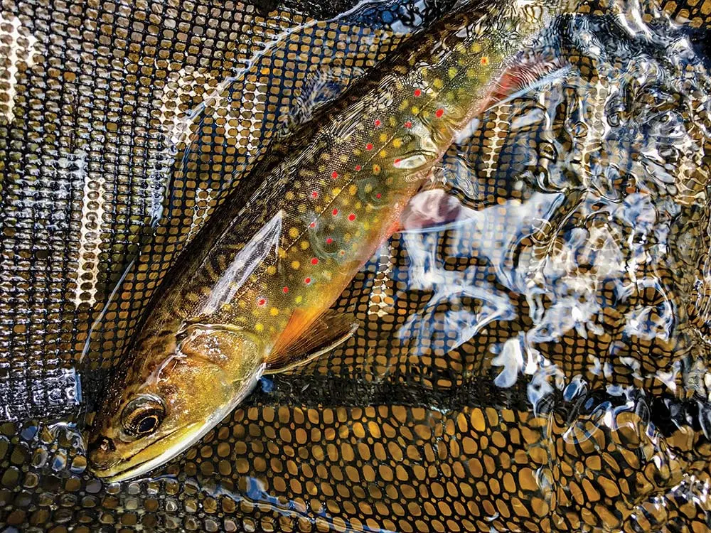 brook trout in a net