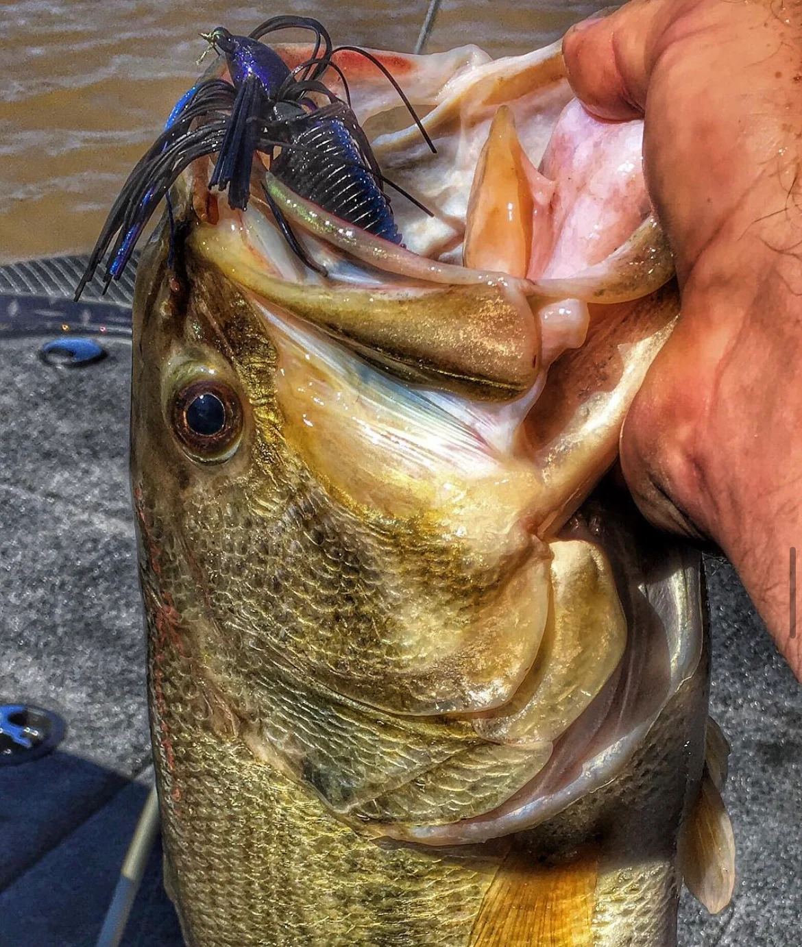 Angler holding bass with a jig hanging out of it's mouth