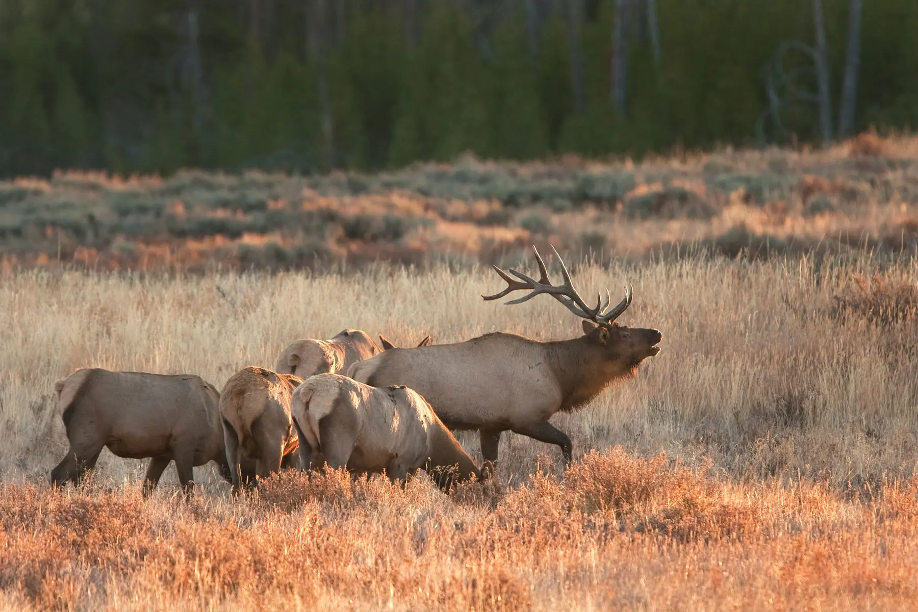 A bull elk lead a harem of cows through a field. 