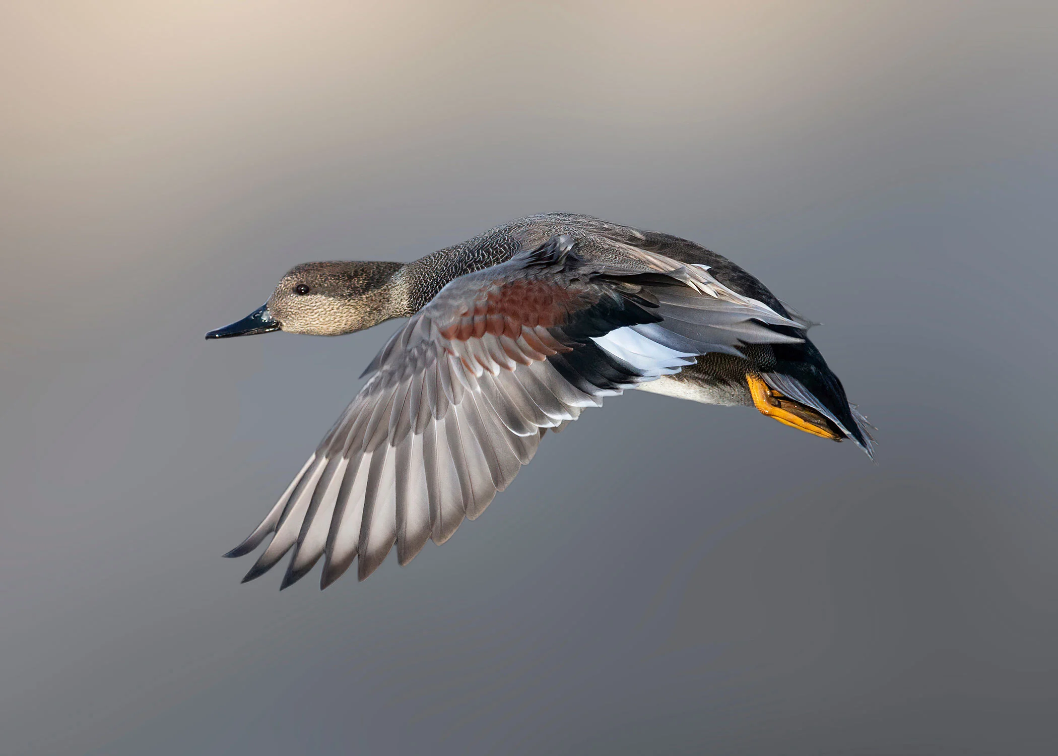 A gadwall duck in flight. 