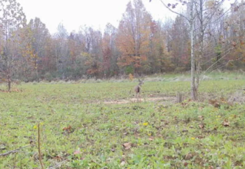 wildest trail camera photos, bobcat prowl